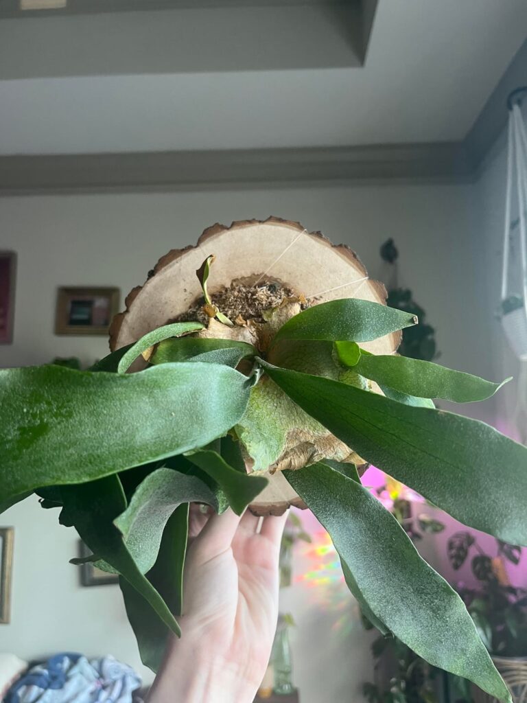 First time mounting a plant (staghorn)! How did I do?