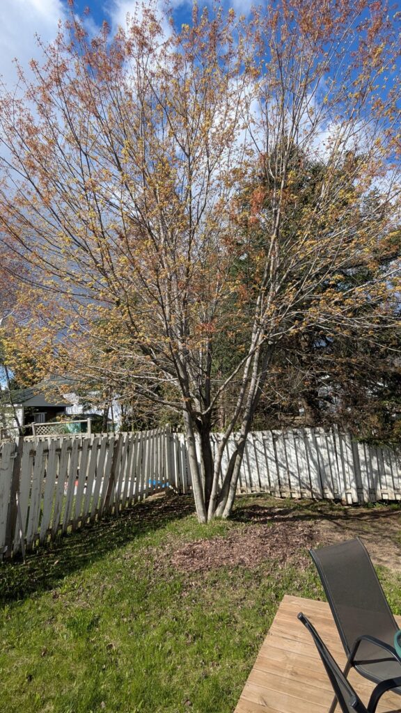 Is this all the "same" tree
