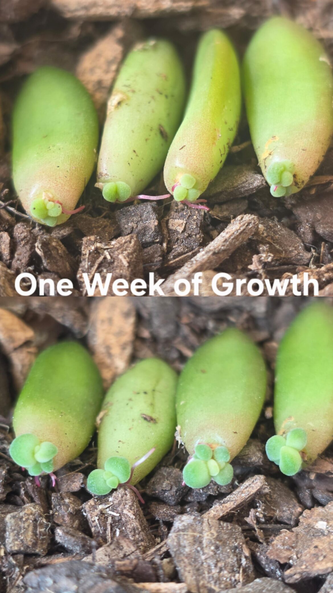 Prop Update
