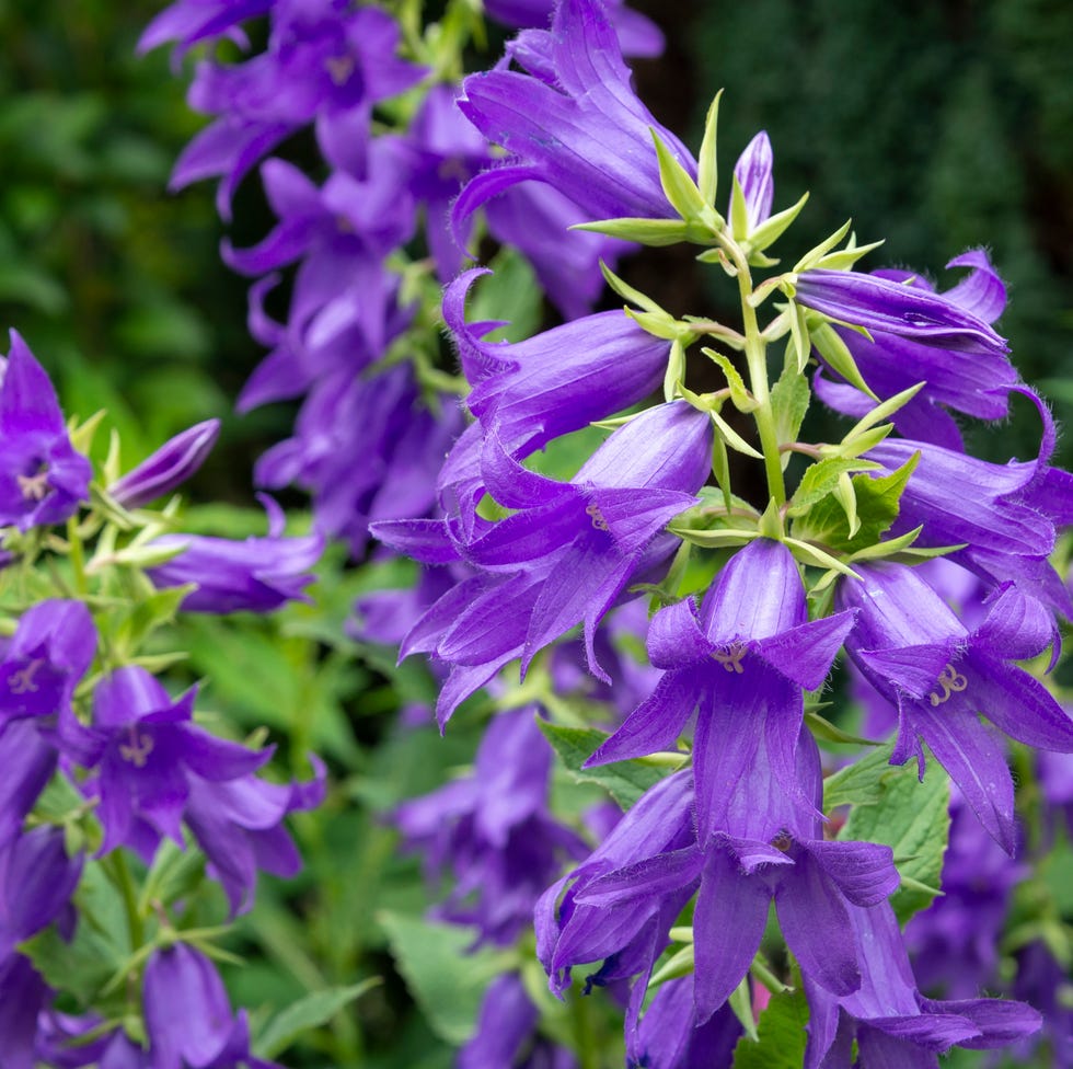 Campanula flower purple campanula flower