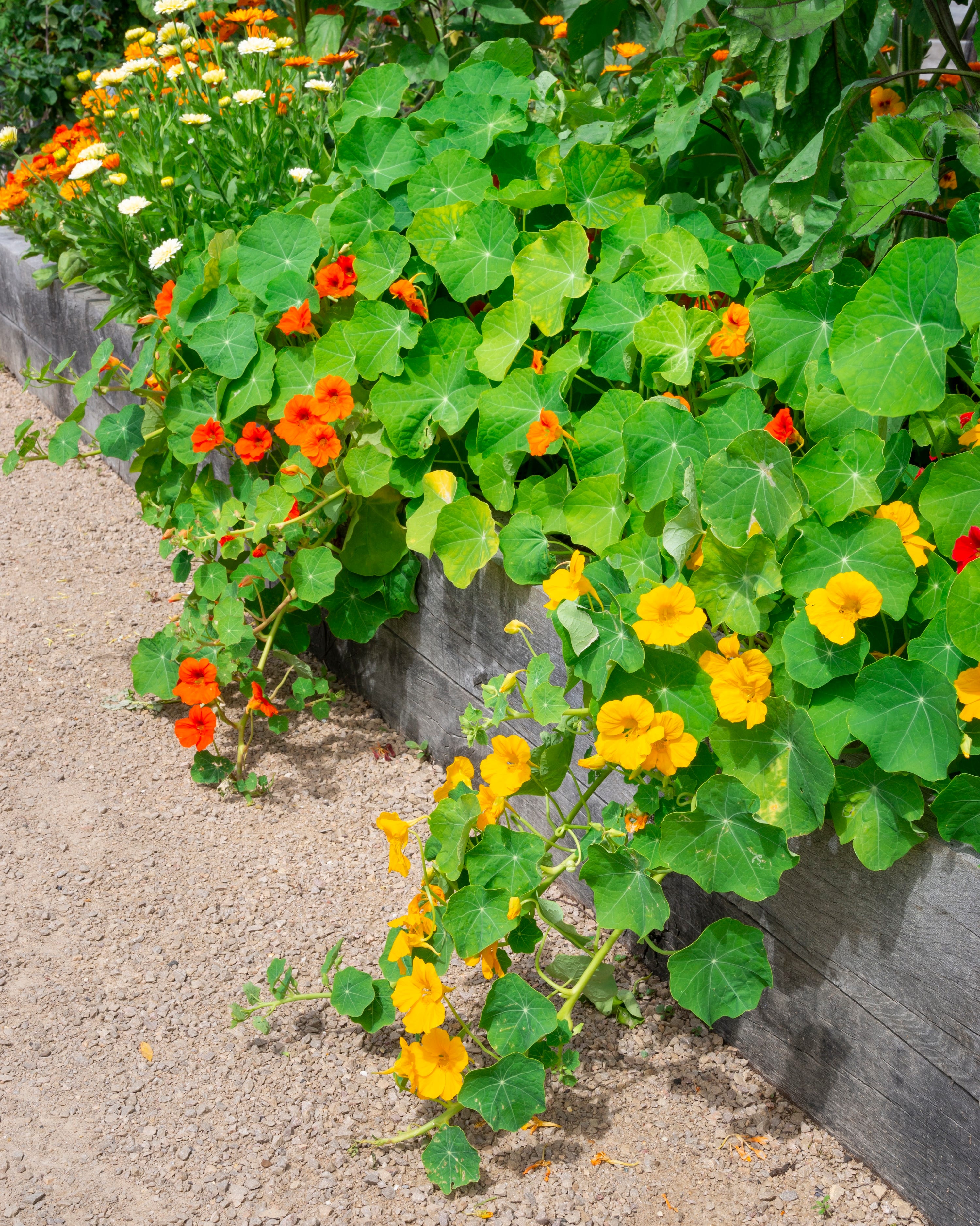 nasturtiums tumbling over the side of a raised bed in an english garden in summer