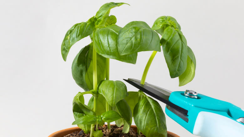A person prunes a basil plant.