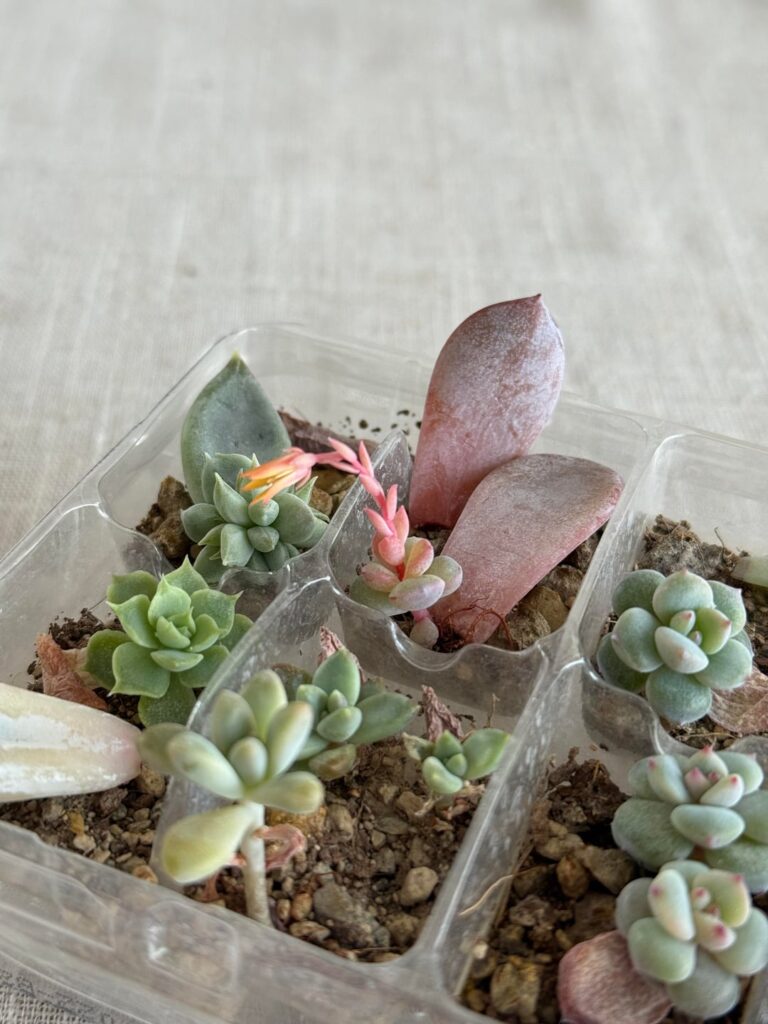 Blooming Baby