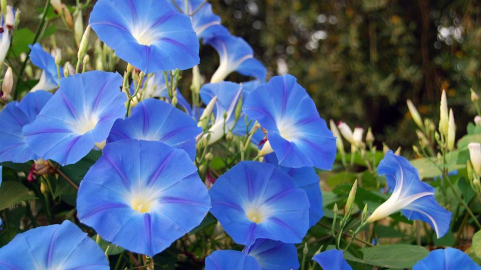 Sky blue morning glory