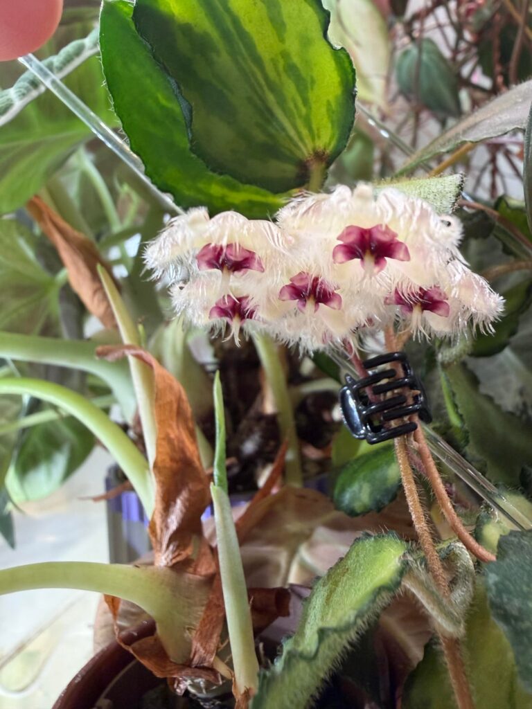 Hoya Caudata Variegated