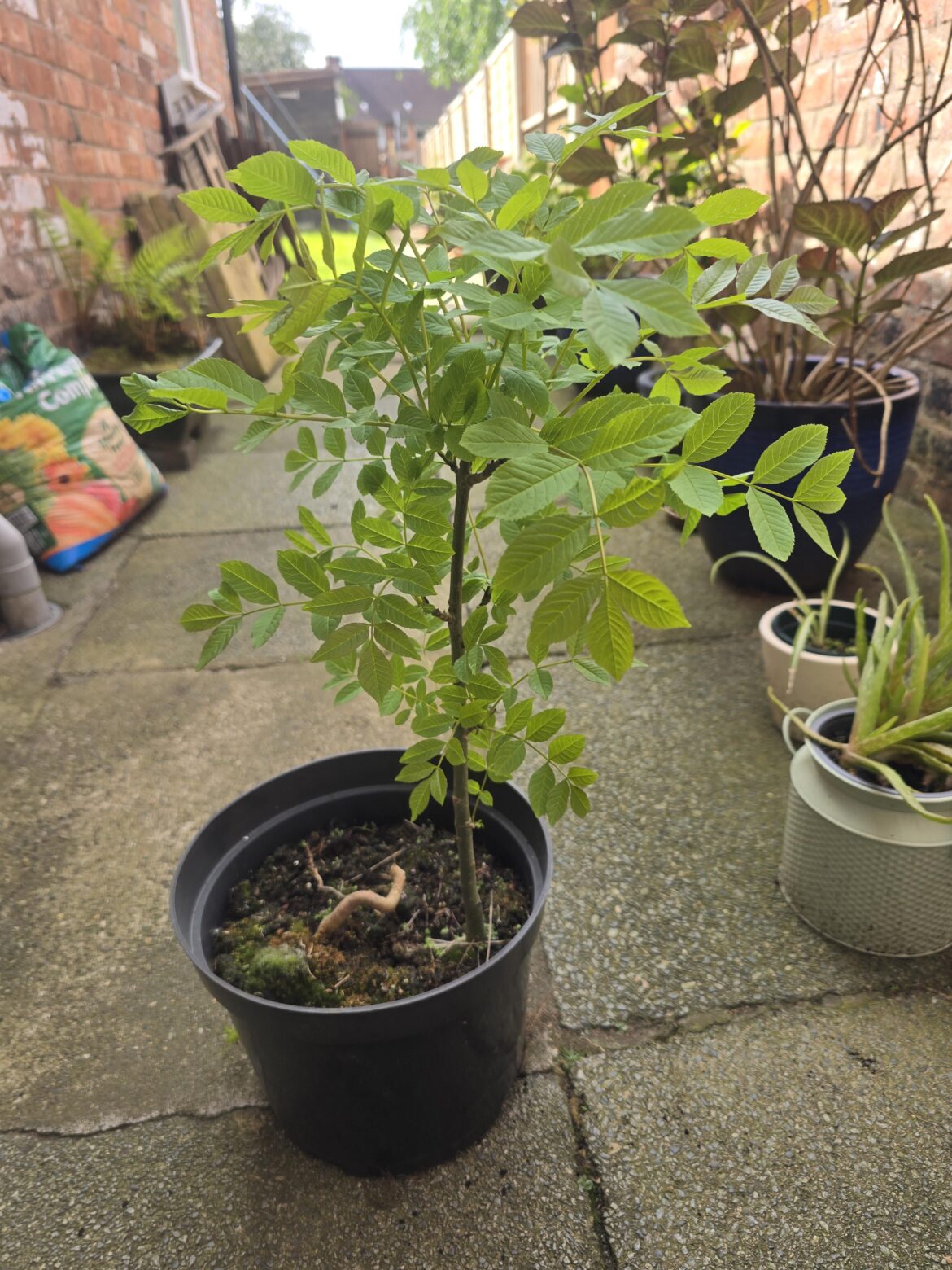 I.D please? Was hoping it to be a mountain ash