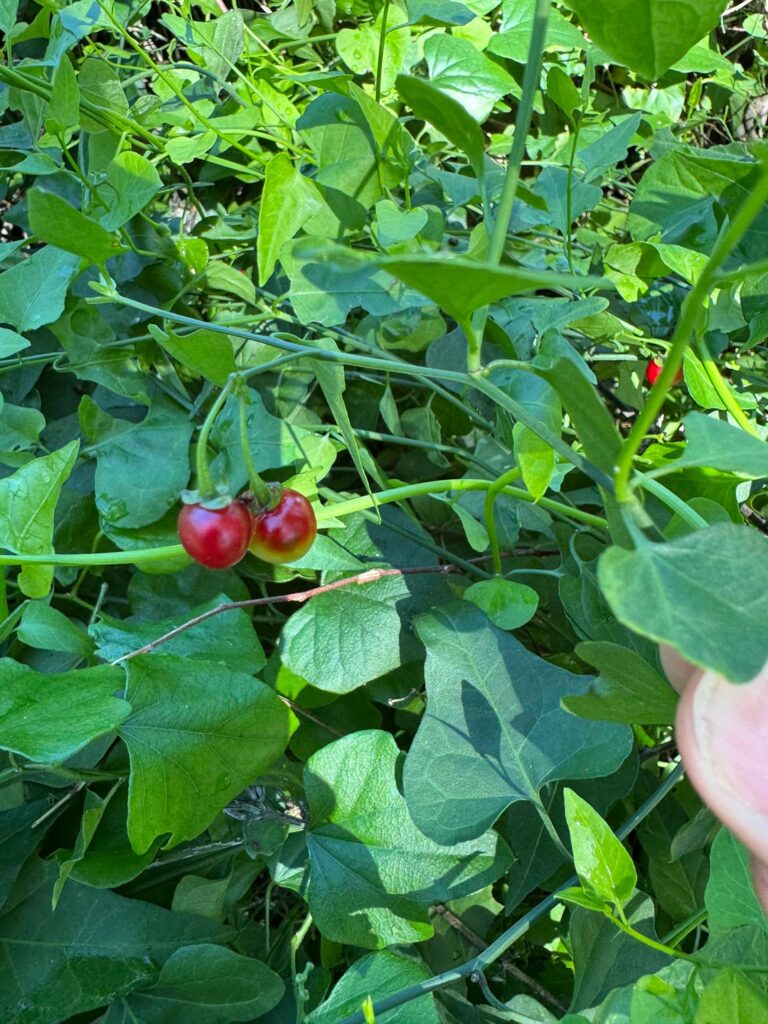 What is this plant?