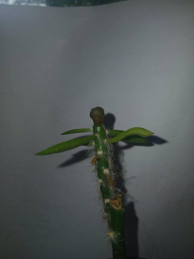 First grafts of the spring.