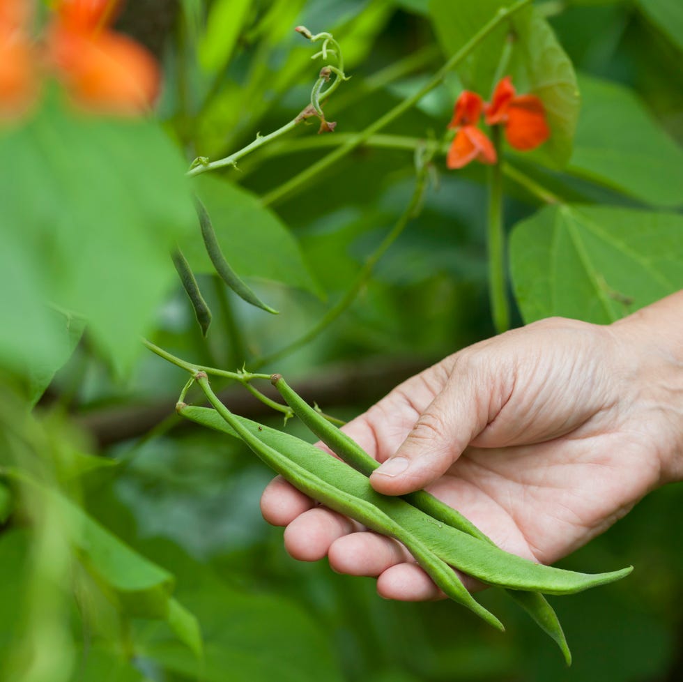 Runner Bean - Scarlet with purple seeds and orange, red decorative flowers. Delicious sweet flat pods. runner bean scarlet, vicia fava, with purple seeds and orange, red decorative flowers. delicious sweet, flat, pods collected by hand by a female gardener.