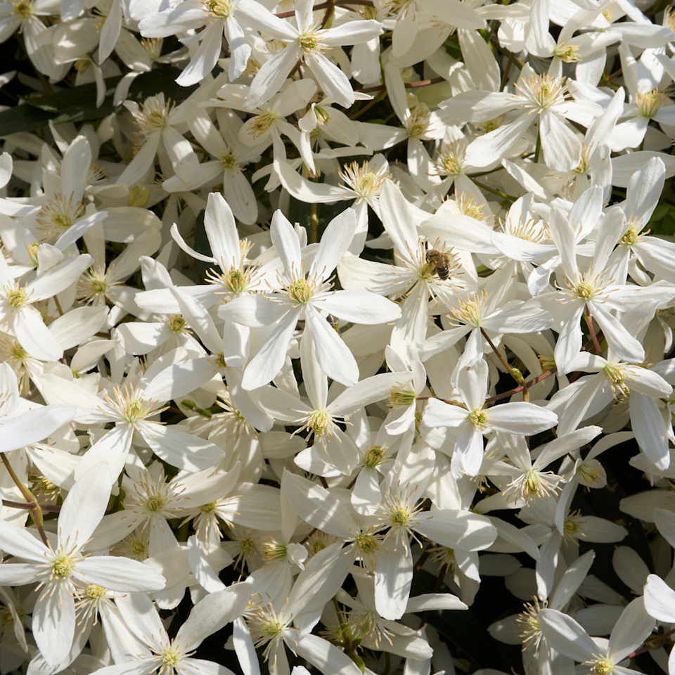 Clematis armandii white scented blossom.