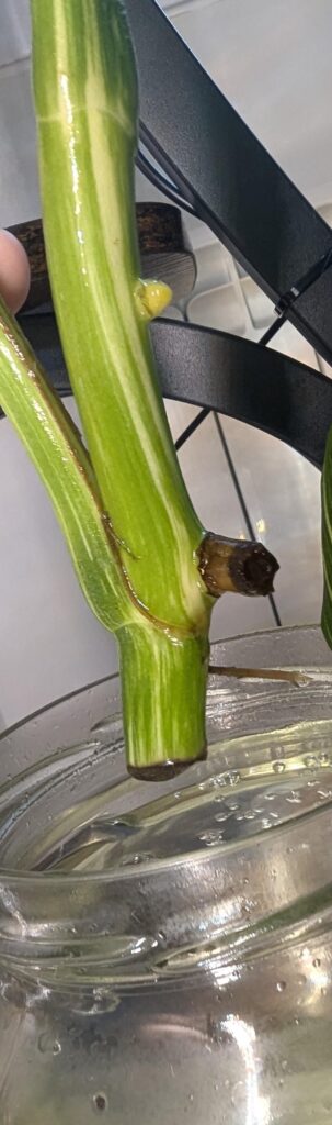 My monstera aerial root was rotting so I had to remove it, but inside was a healthy looking root. What should I do? My monstera aerial root was rotting so I had to remove it, but inside was a healthy looking root. What should I do?