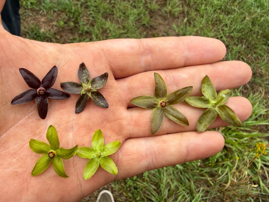 Natural Hybrid of Matelea?