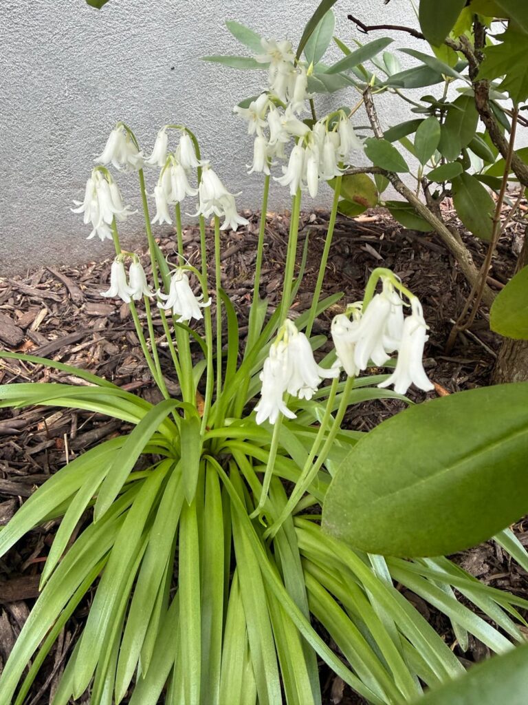 Native or Hybrid English Bluebell? Native or Hybrid English Bluebell?