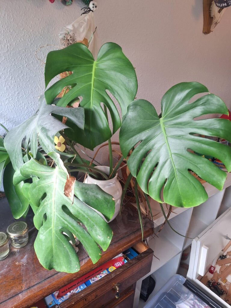 Monstera in water..