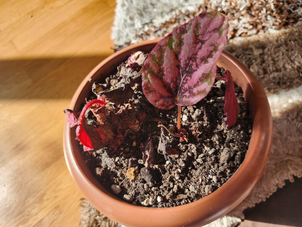 Never managed to keep Rex Begonias alive, I tried everything recommended.