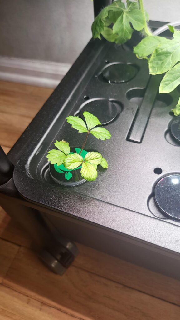 1 Not growing & 1 Finally growing. Help 1 Not growing & 1 Finally growing. Help