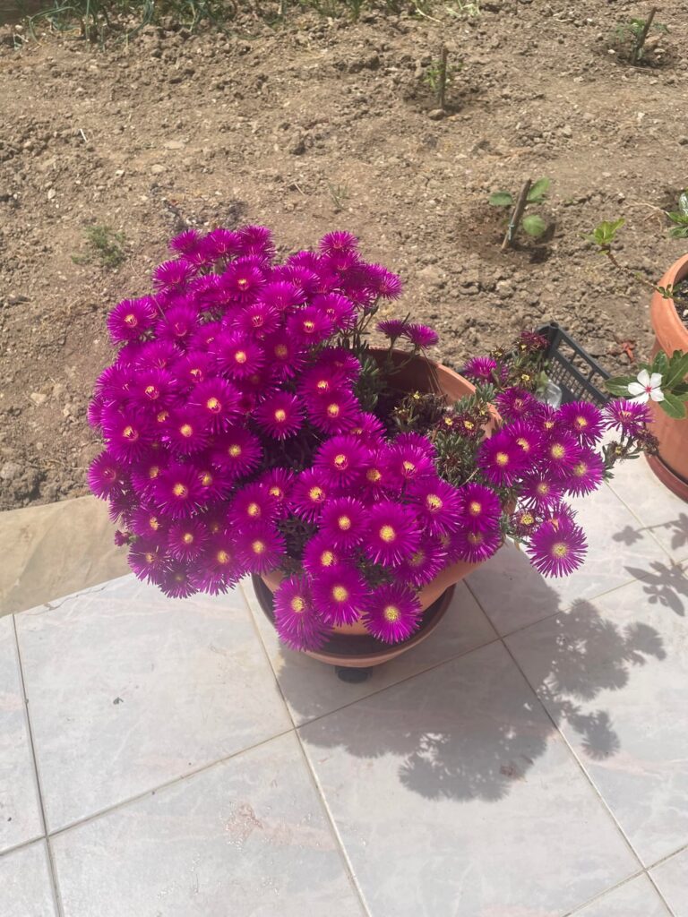 Help with ID