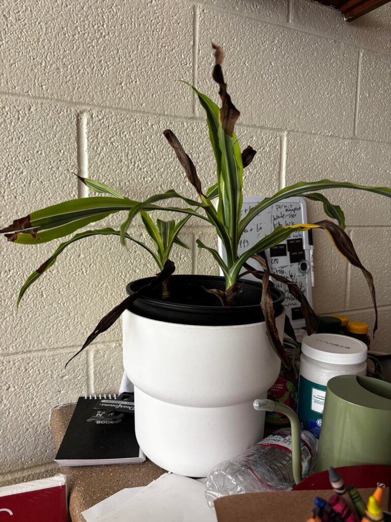 Help me water my plants