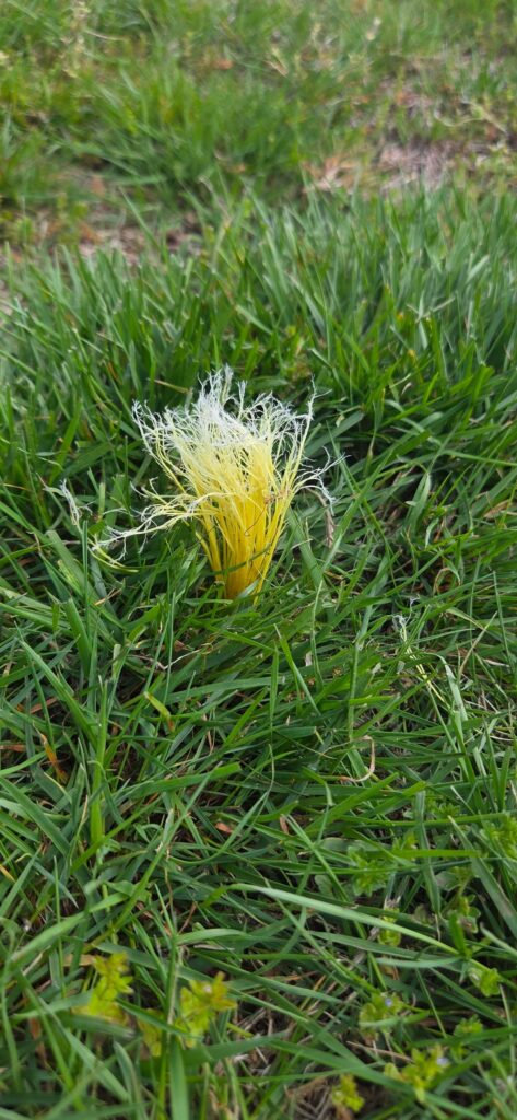 What is this growing out of the grass?
