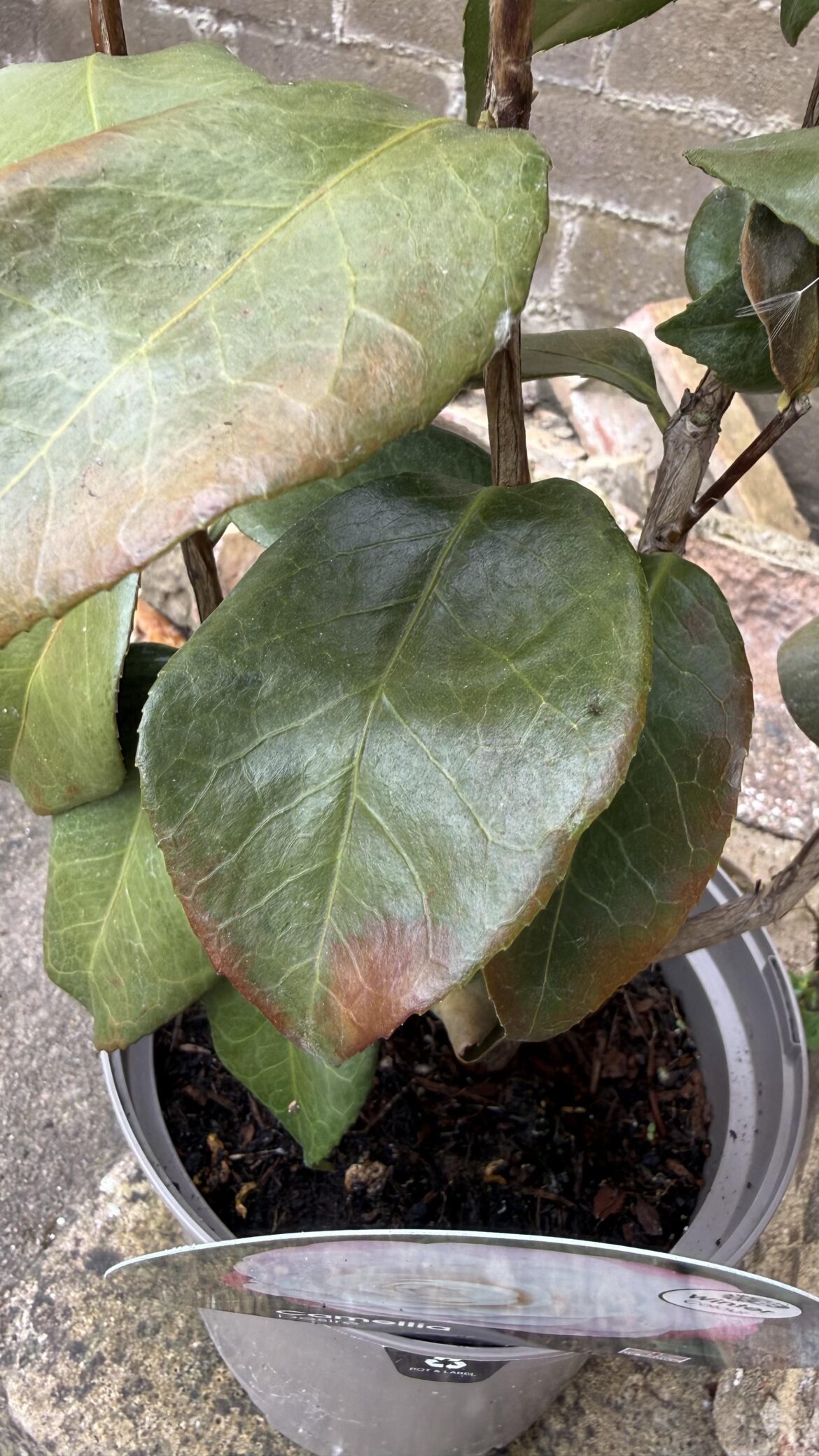 Camellia Japonica leaves yellowing Camellia Japonica leaves yellowing