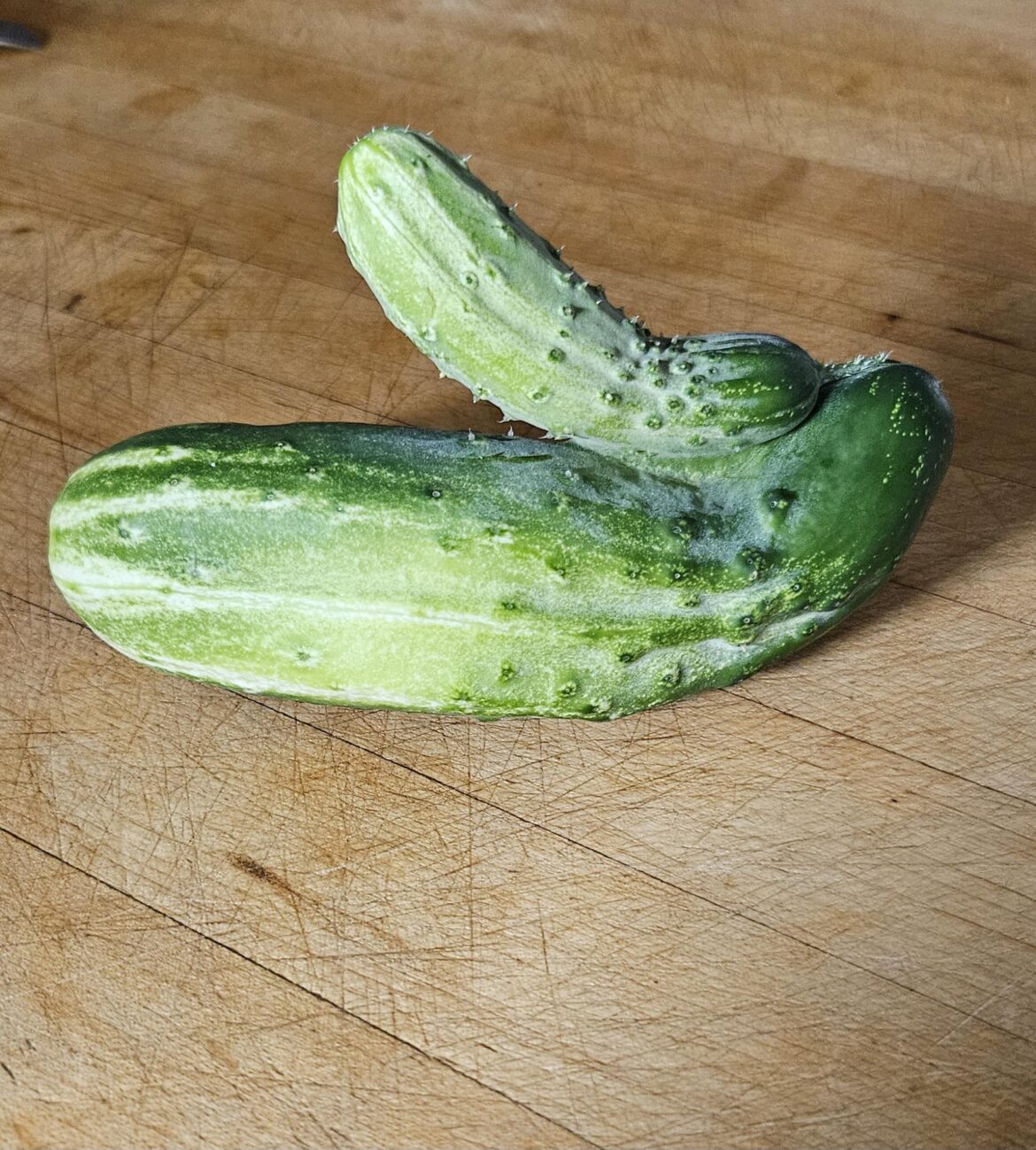 Cucumber momma and her papoose
