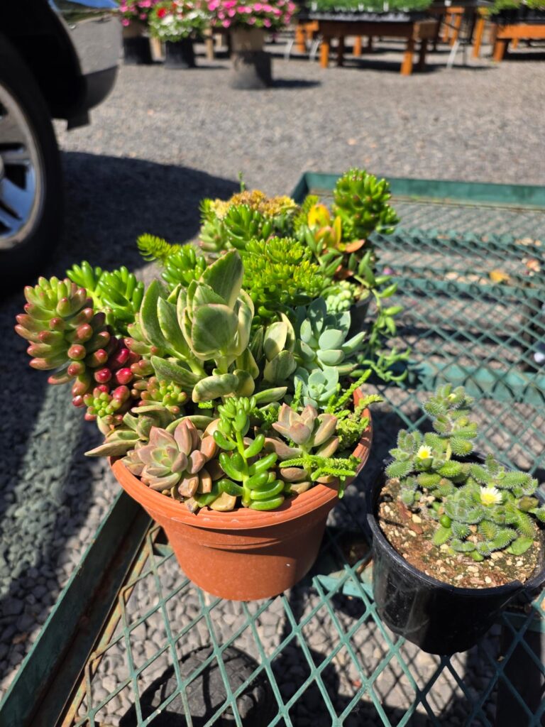 I just won the jackpot at the nursery!