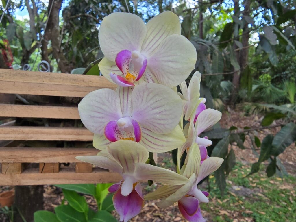 Some reblooms. 🌈 Slide 3 is scented.