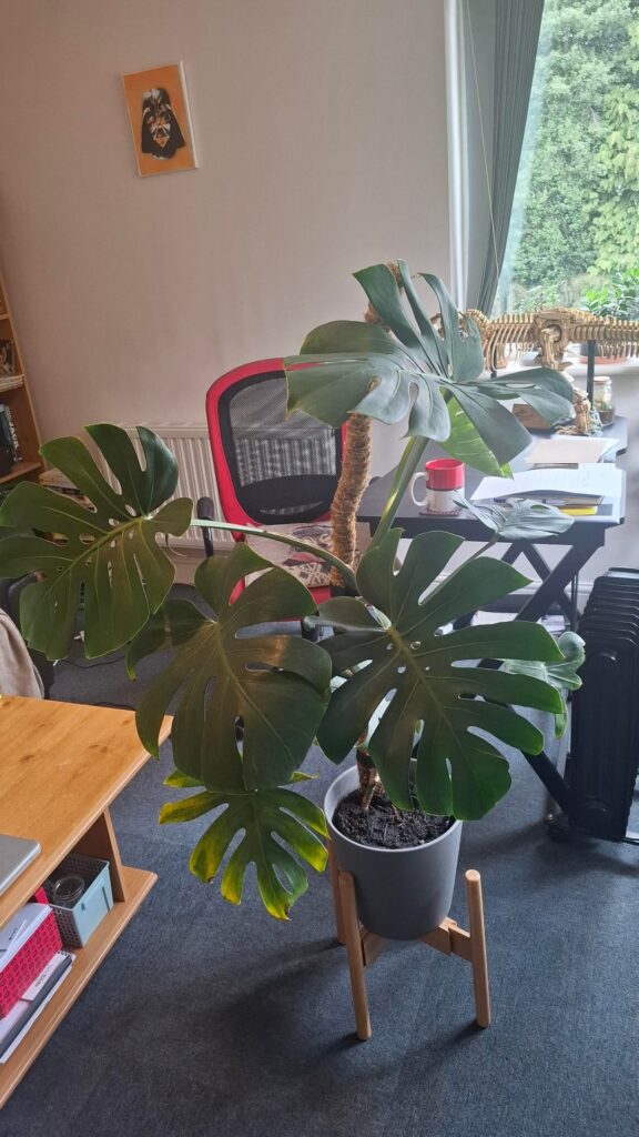 Advice needed! Advice needed!