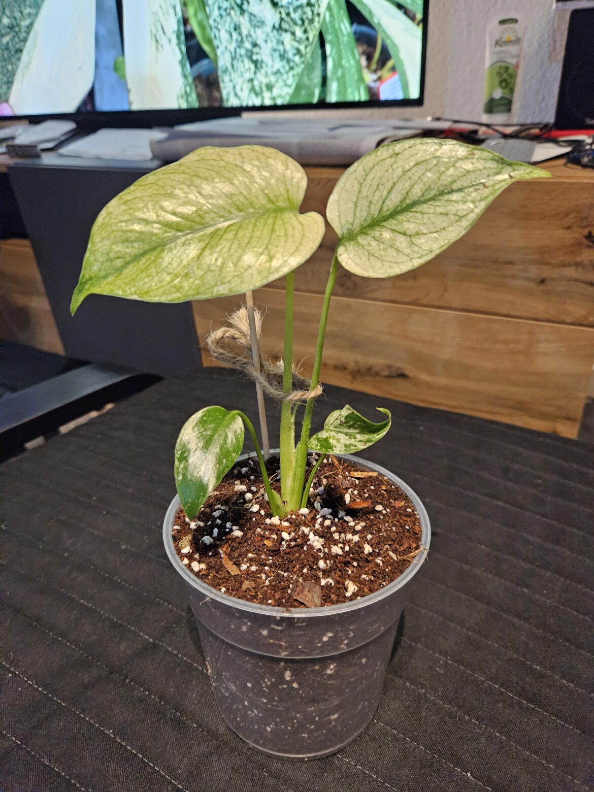 gonna gift my sister this baby mint.. now that i see it potted up i wanna keep it😭