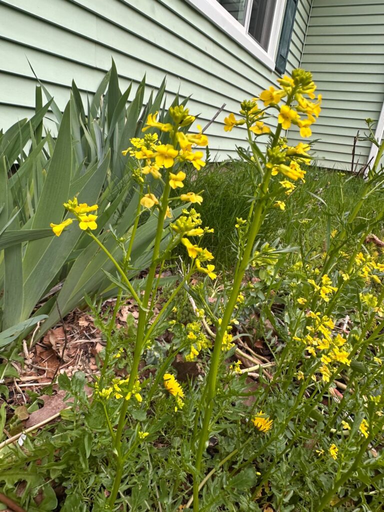 Does anyone know what this is?