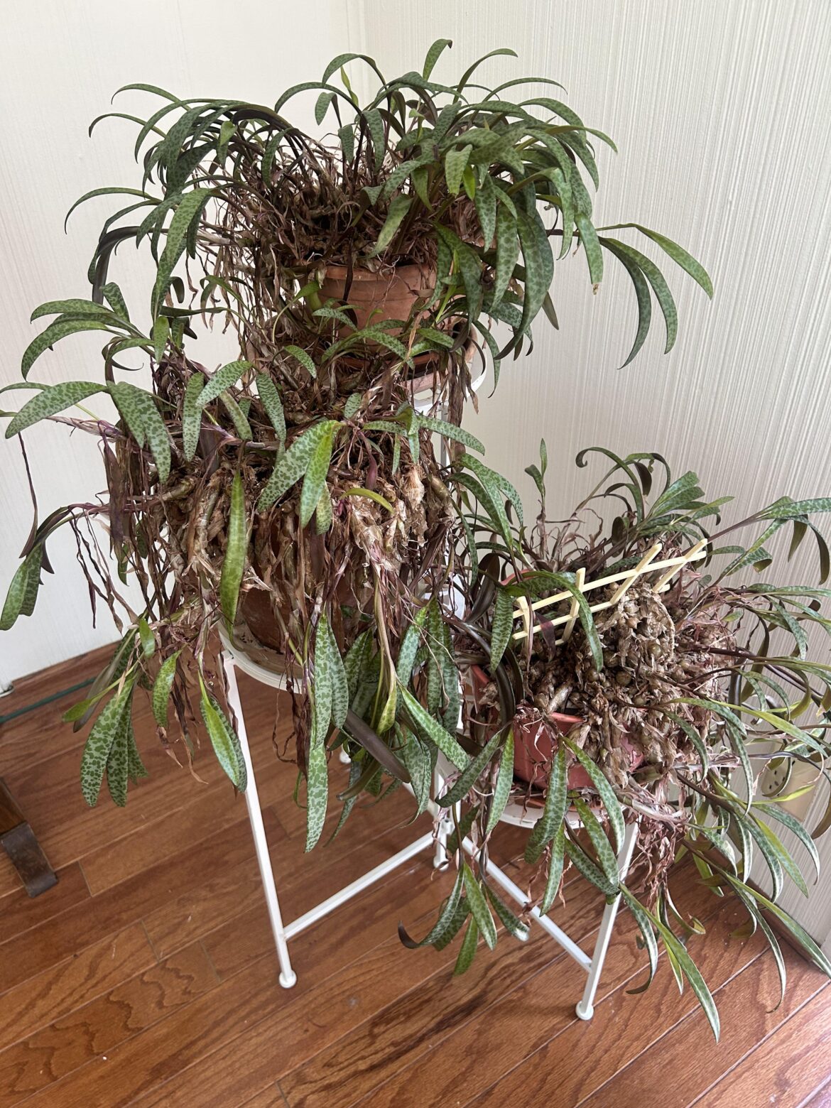 Inherited plants need help!