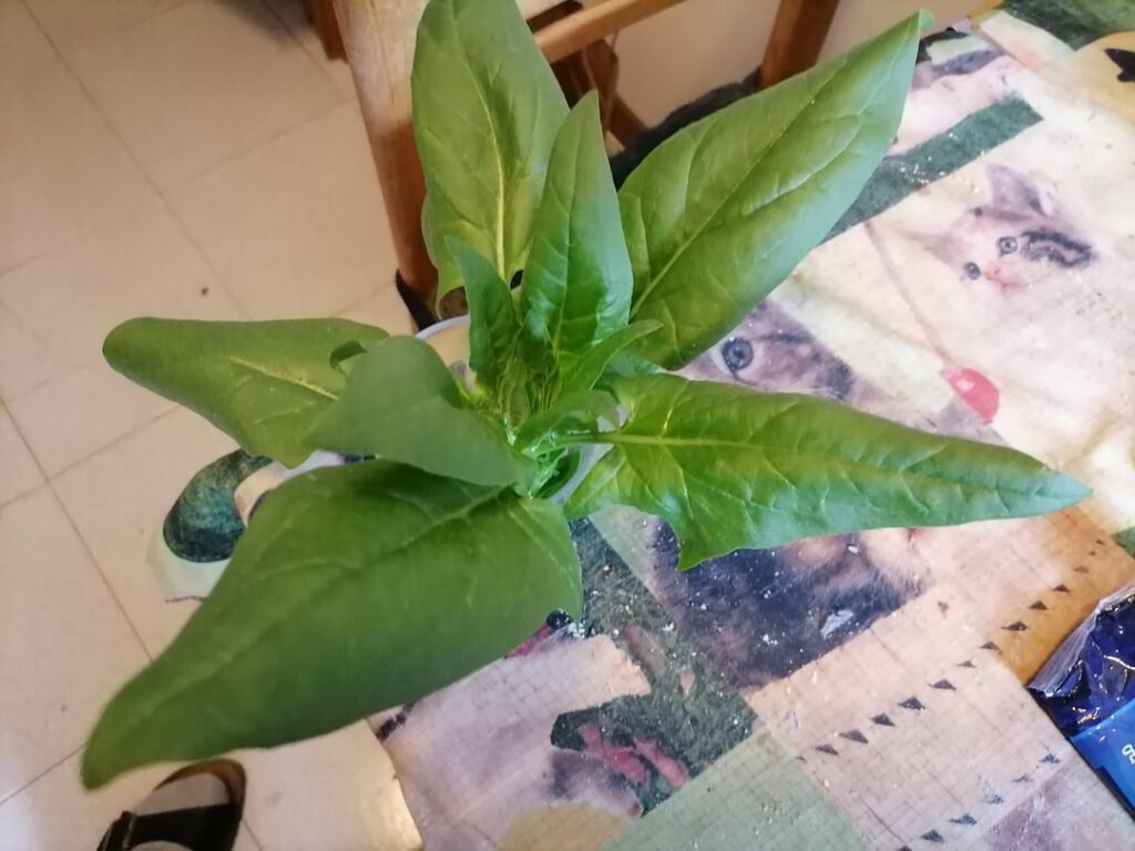 What is this plant that grew on my mother's balcony?