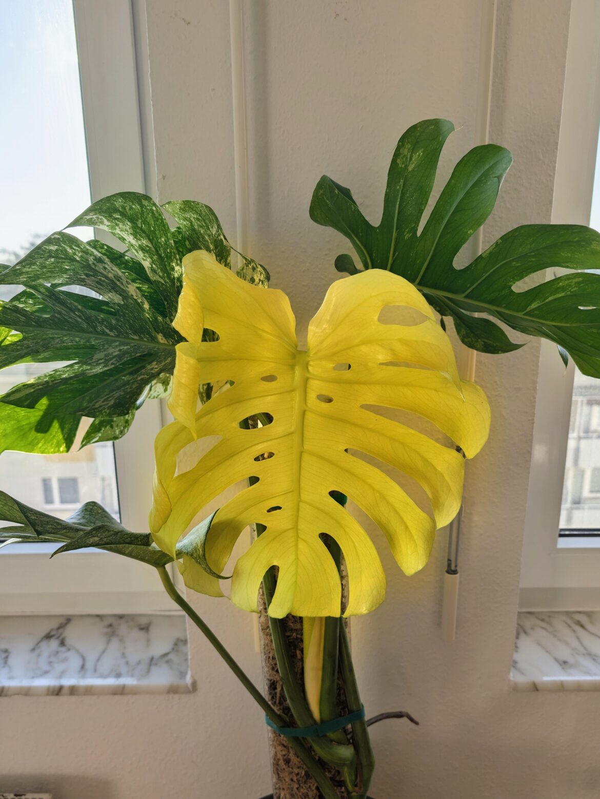 Is it monstera mint, monstera jungle mint or monstera white monster?