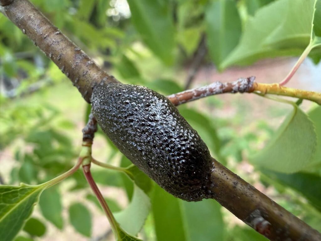 Eastern tent caterpillar egg mass on black cherry