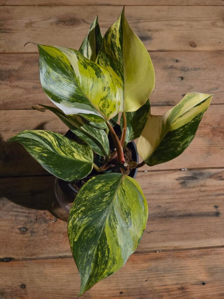 Sharing this lovely specimen