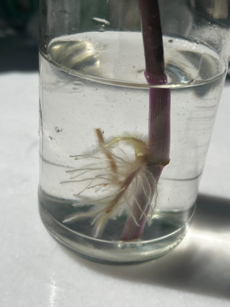 Propagating question