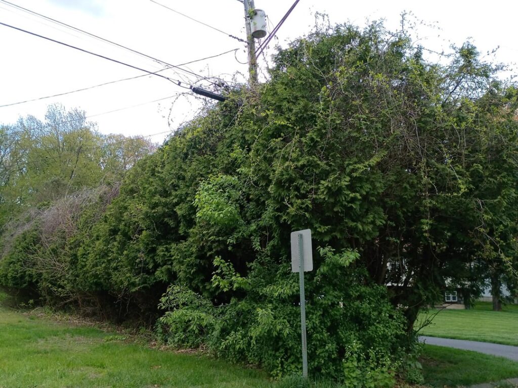 $6000 for arborvitae removal – reasonable or no? $6000 for arborvitae removal - reasonable or no?