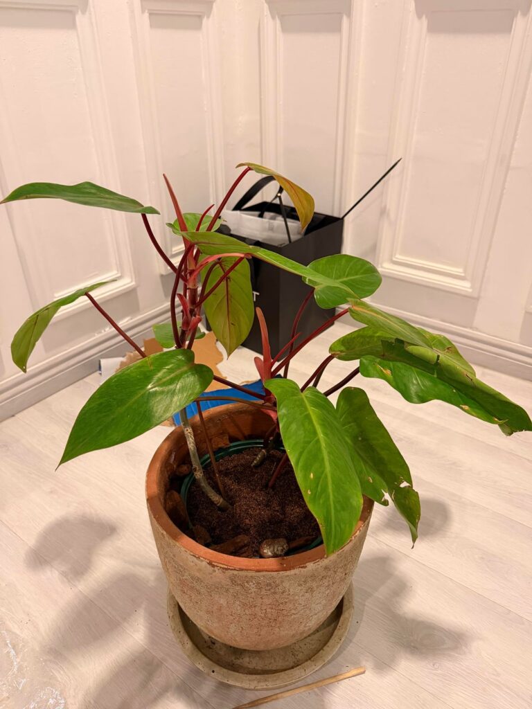 I need tips