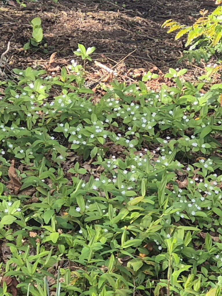 Removed 12 inches of wood chips and a ton of landscaping fabric, now natives are emerging on their own to compete with invasives! Removed 12 inches of wood chips and a ton of landscaping fabric, now natives are emerging on their own to compete with invasives!