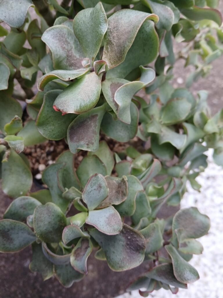 Leaves going black