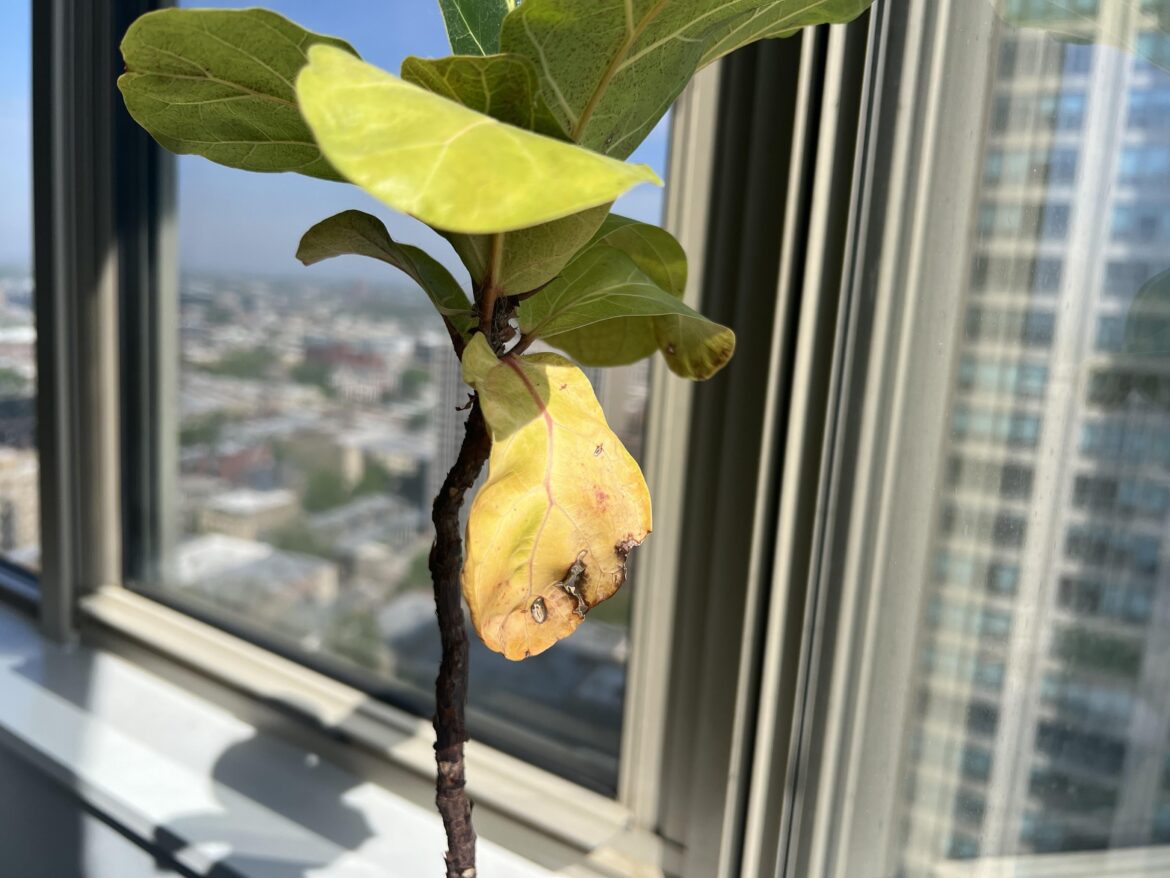Is this sunburn?