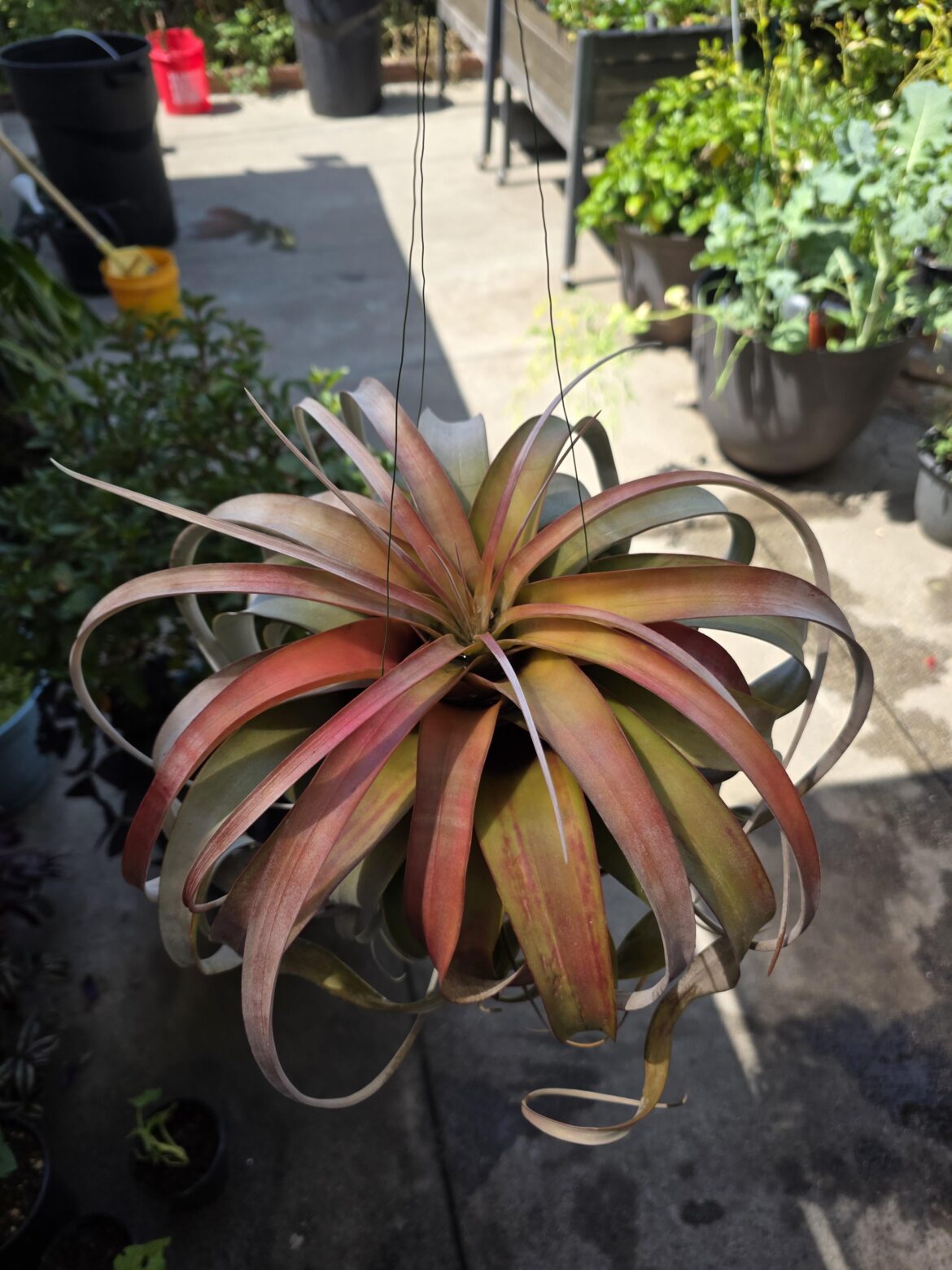 Xero in blush