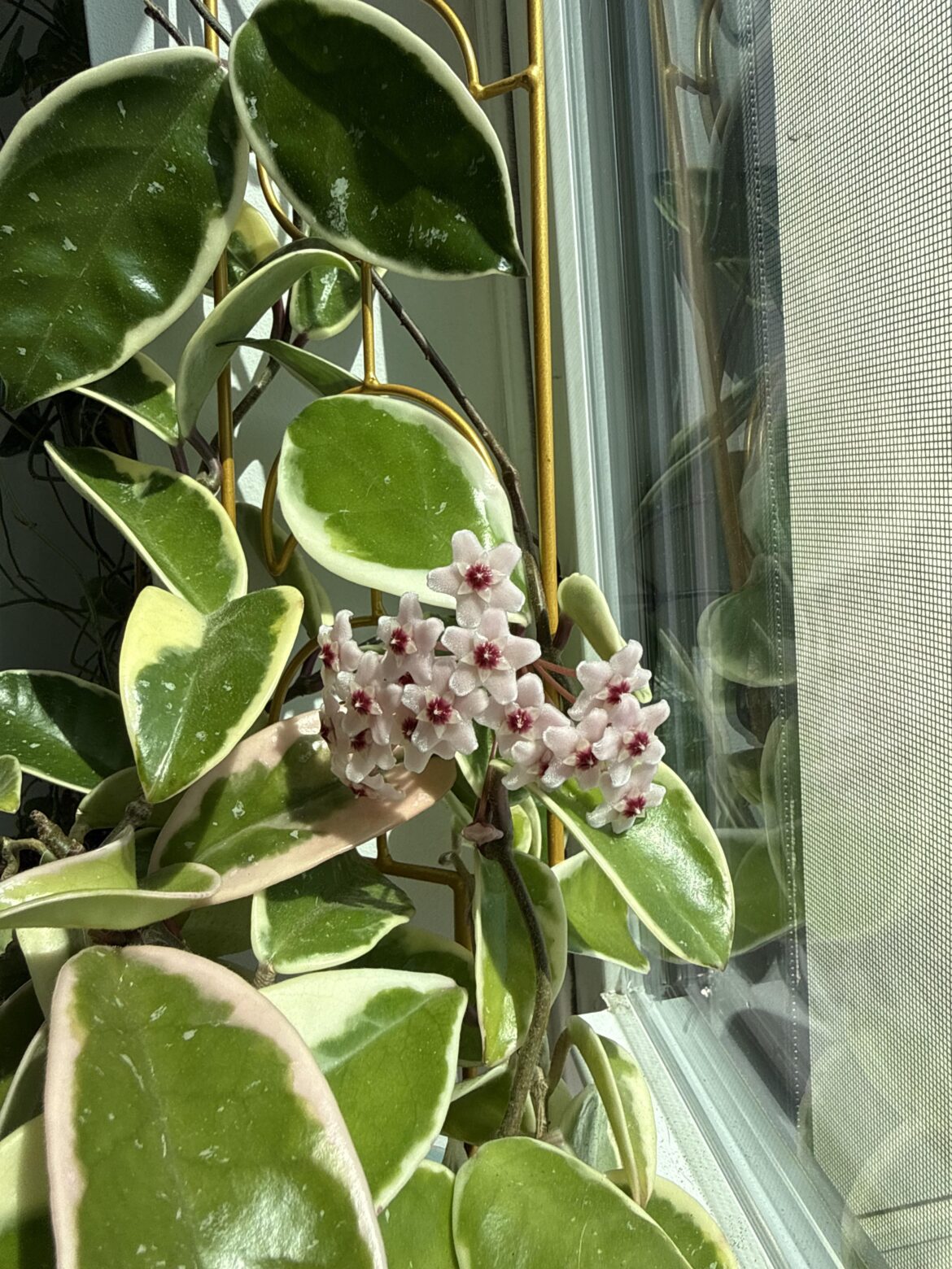 First time she’s ever bloomed and I love her