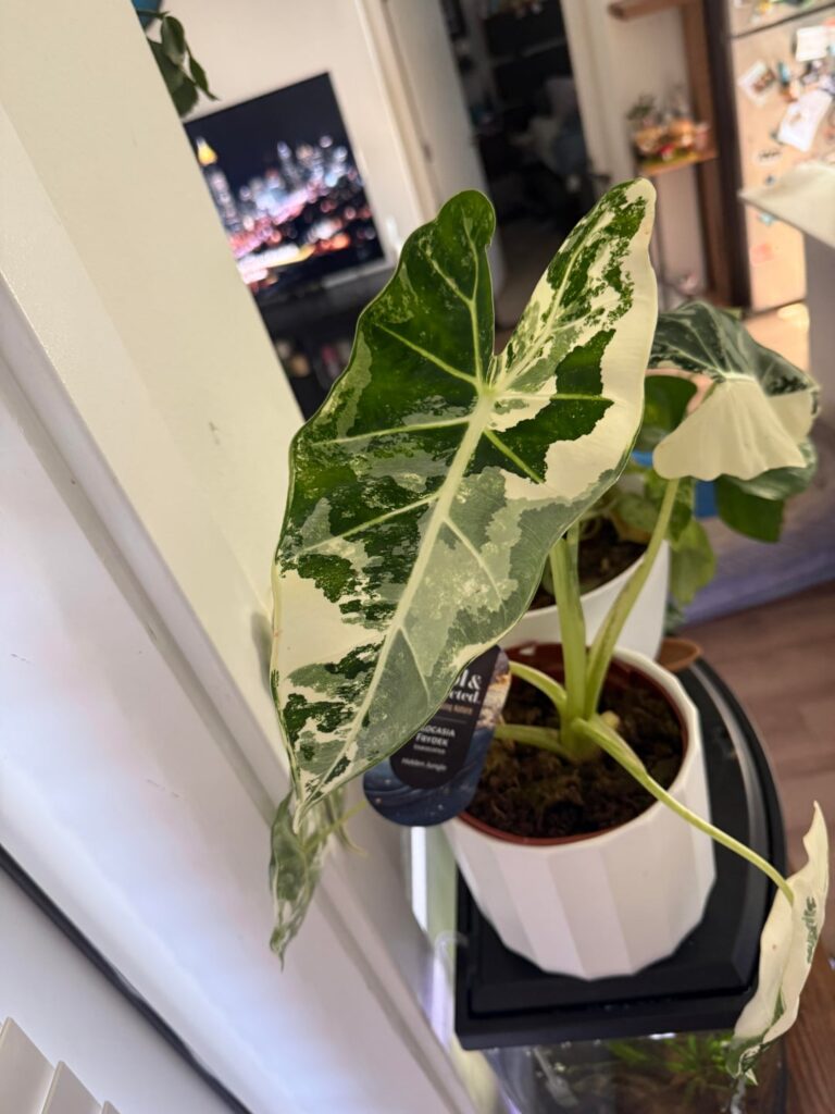 I bought her! But the soil?