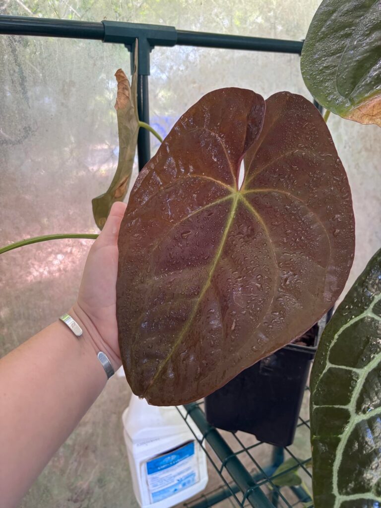 Some new leaves that are bringing me joy today