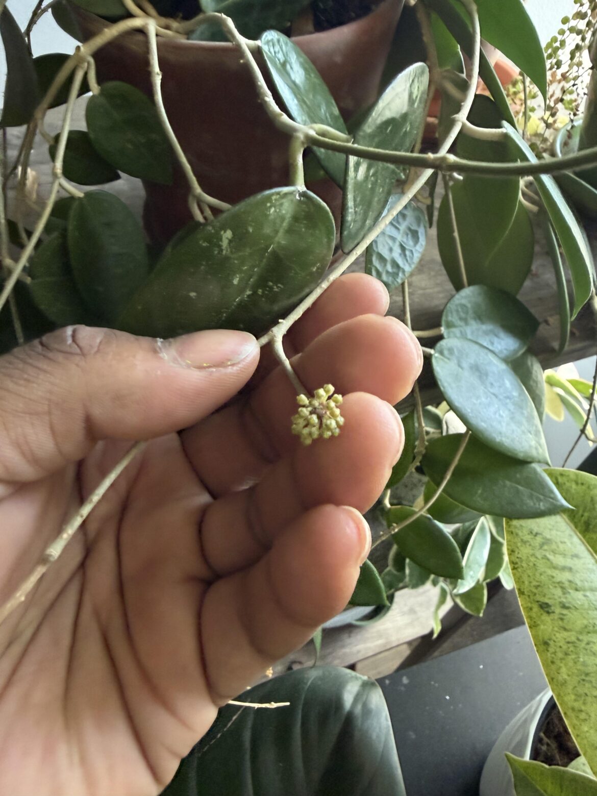 Peduncle!!!