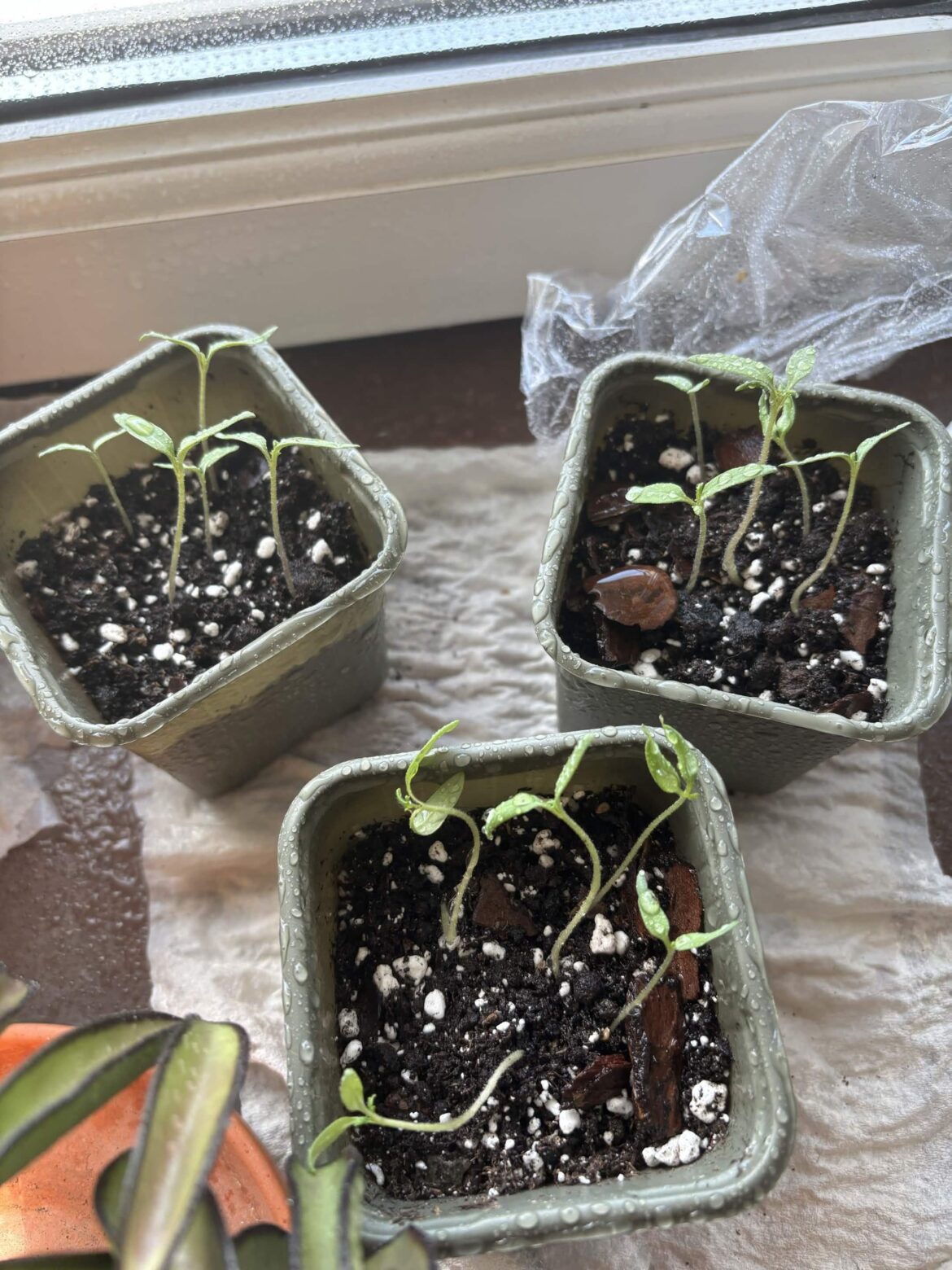 Tomaters D: