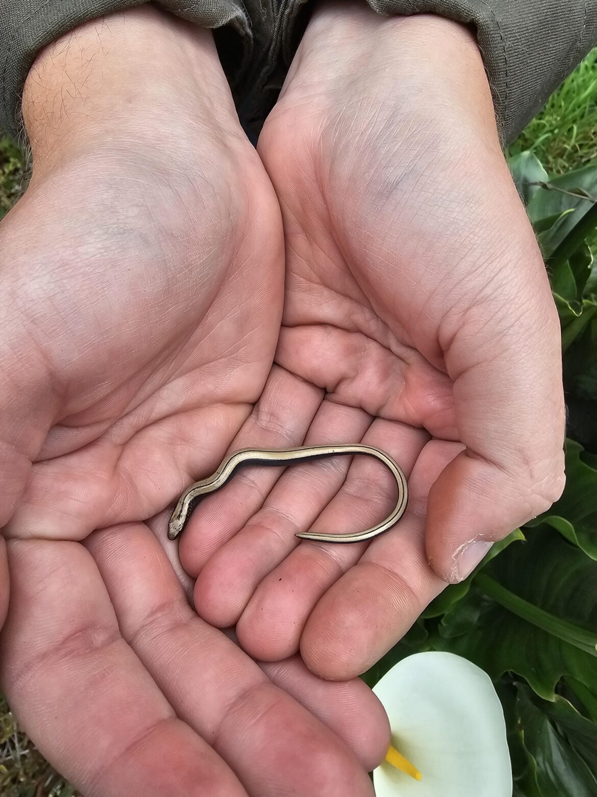 Slow worm relocation advice Slow worm relocation advice