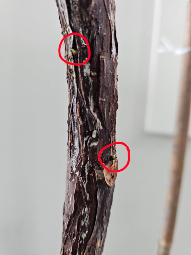 Is it...budding???