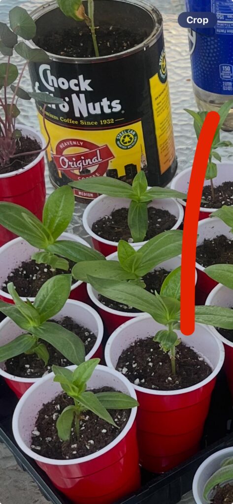 Hi, I’ve started my seeds in February inside, and have been harding them off. However their leaves are absolutely massive. Is this normal?